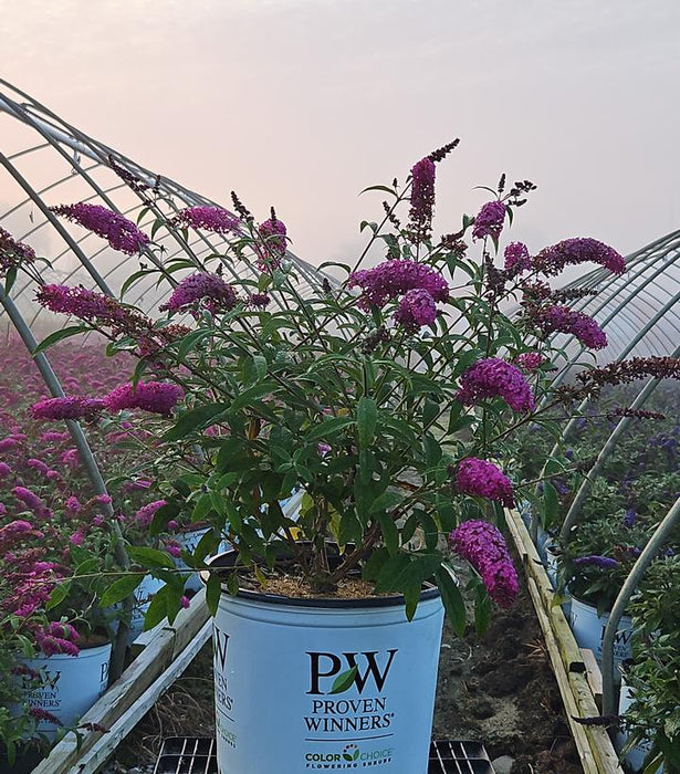 Miss Ruby Butterfly Bush