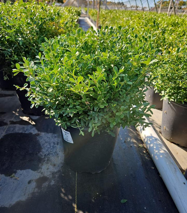 Franklins Gem Boxwood