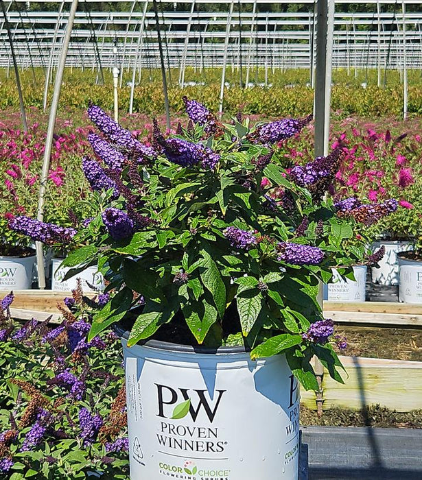 Pugster Blue® Butterfly Bush