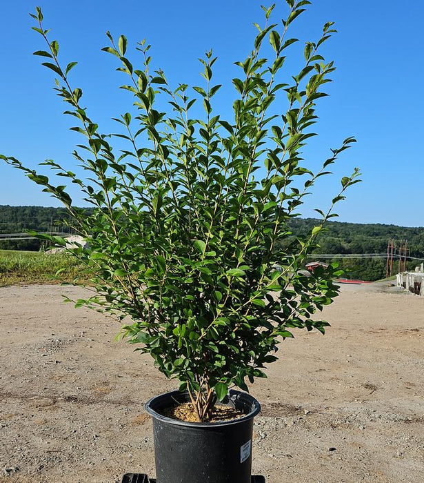 California Privet