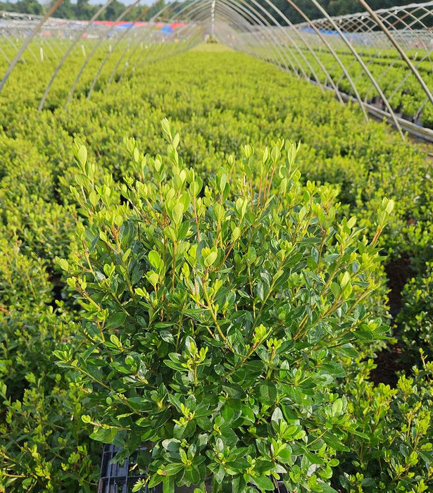 Blaauw's Pink Azalea