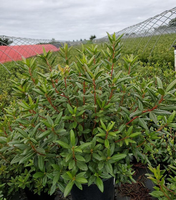 Landmark Rhododendron