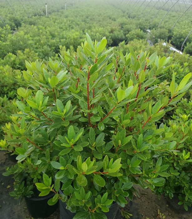 PJM Elite Rhododendron