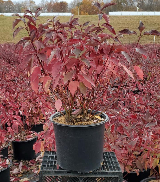 Baileyi Red Twig Dogwood