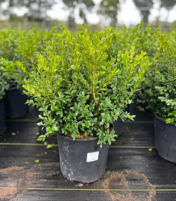 Green Velvet Boxwood