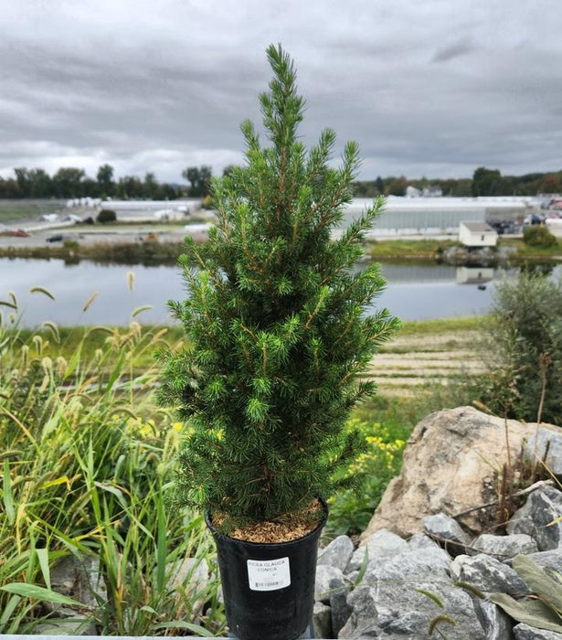 Dwarf Alberta Spruce