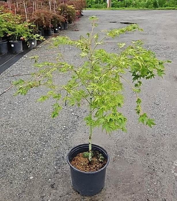 Peaches and Cream Japanese Maple