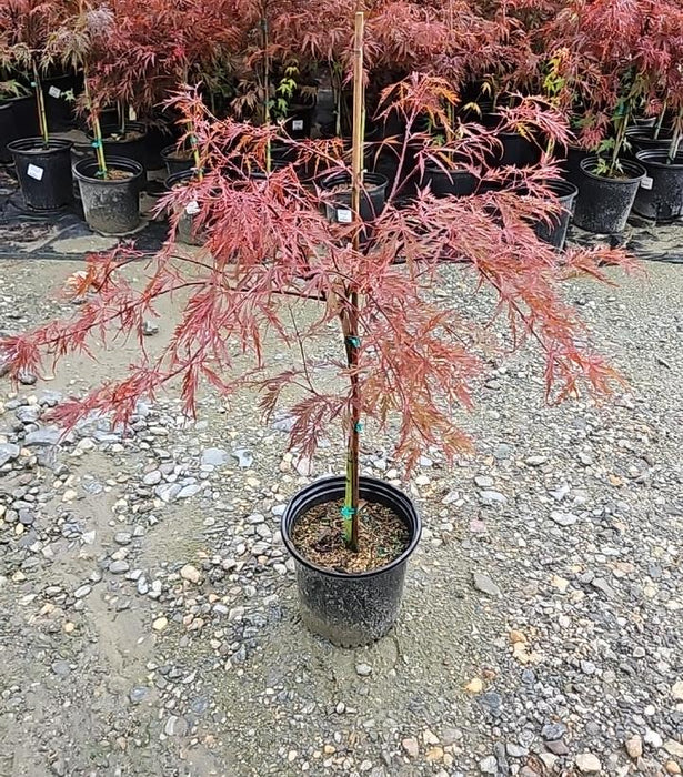 Red Dragon Japanese Maple