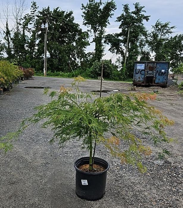 Waterfall Japanese Maple