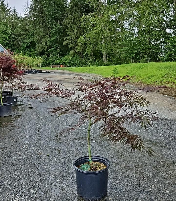 Tamukeyama Japanese Maple