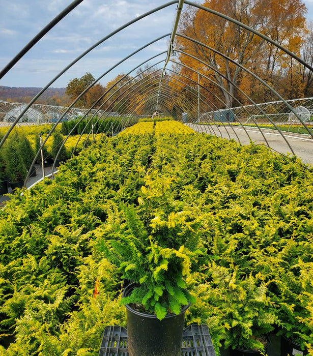 Fernspray Gold Hinoki Cypress