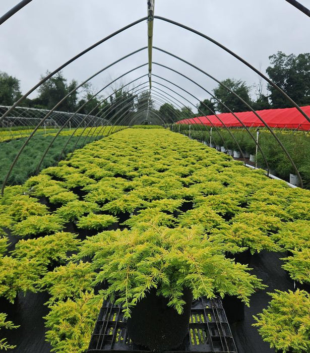 Golden Pacific Juniper