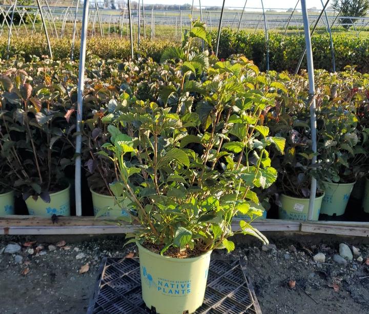 Blue Blaze Viburnum - 3 Gallon (1.5-2ft)