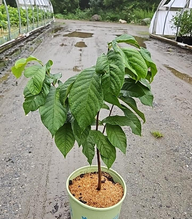 PawPaw Tree