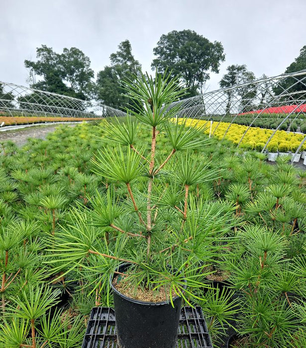 Wintergreen Japanese Umbrella Pine