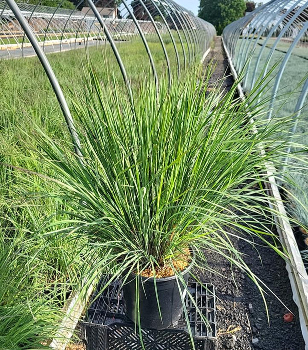 Blue Heaven Little Bluestem Grass