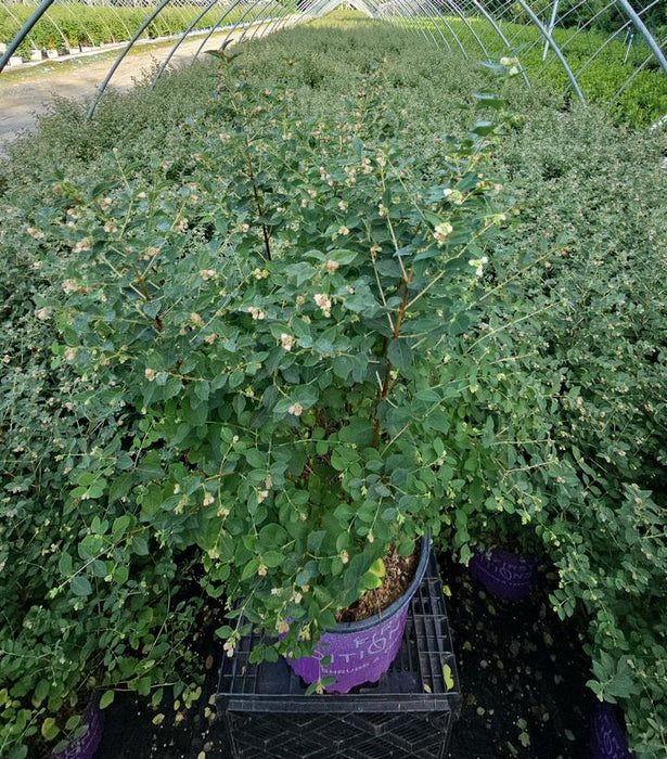 Candy Snowberry (Coralberry)