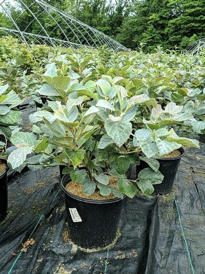 Blue Shadow Fothergilla