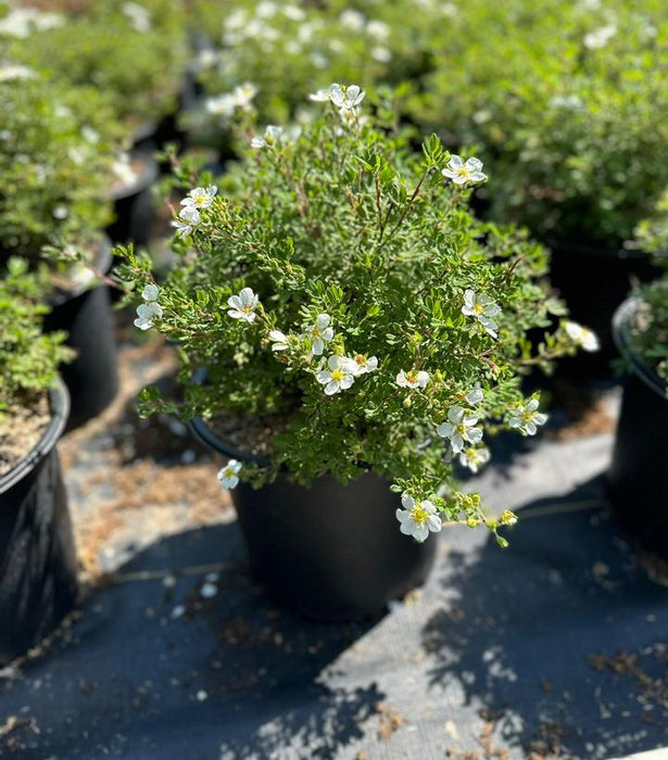 Abbottswood Potentilla