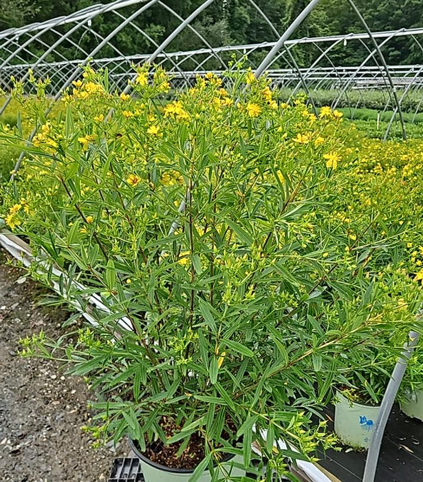 Gemo St. John's Wort