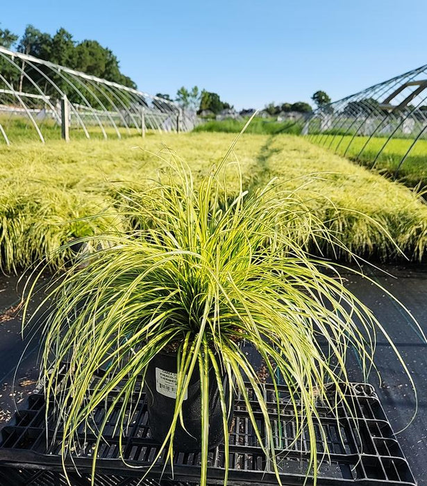 EverColor® Eversheen Sedge