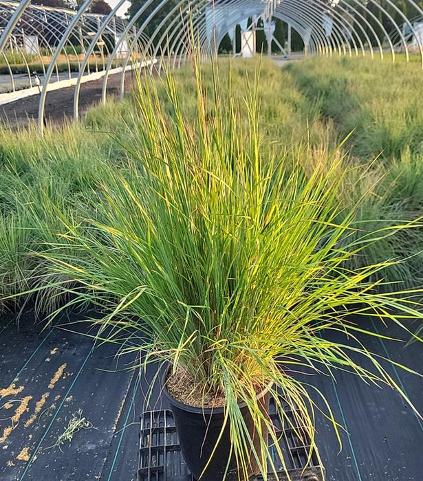 Prairie Blues Little Bluestem Grass — Gardens of the World