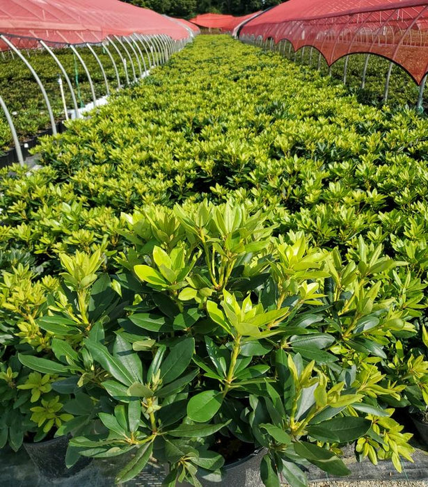 Boursault Rhododendron