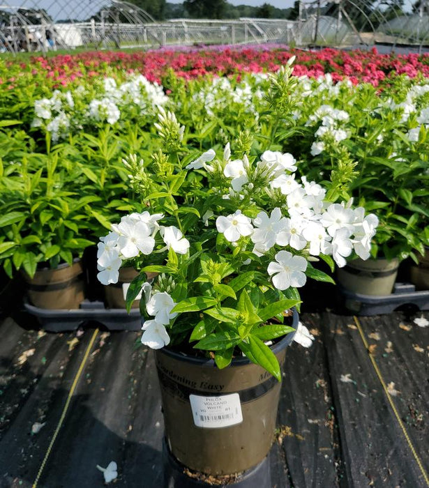 Volcano White Phlox