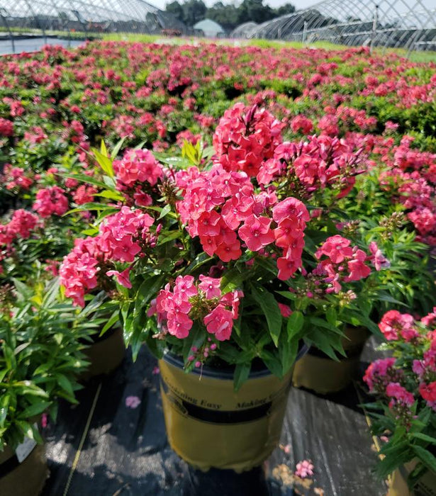 Volcano Ruby Phlox