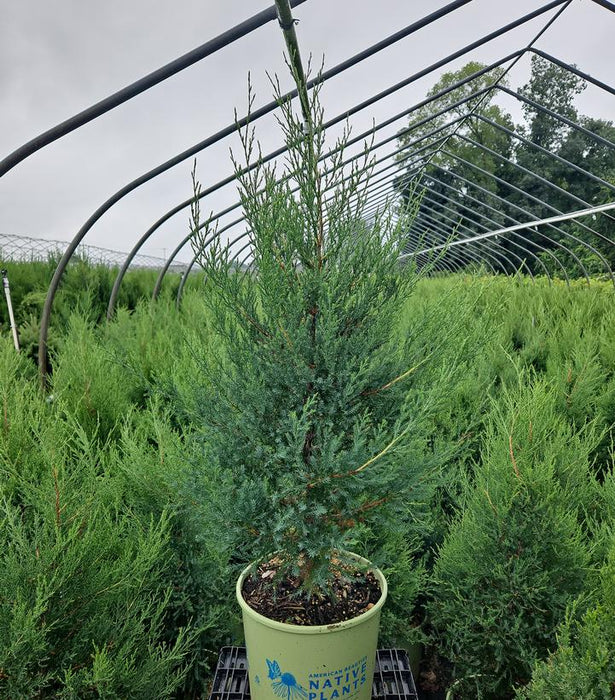 Eastern Red Cedar