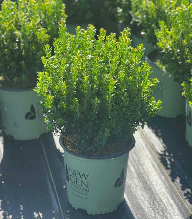 NewGen Freedom Boxwood