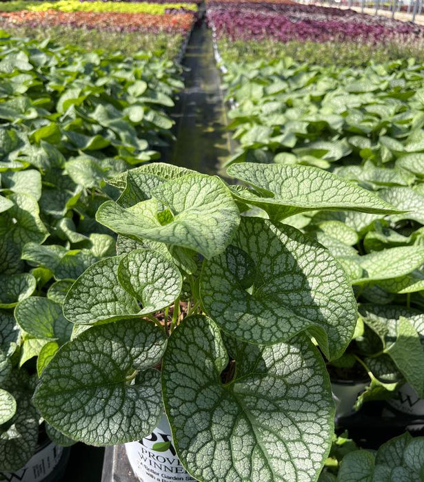 Jack of Diamonds Brunnera