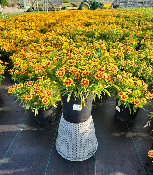 Li'l Bang Daybreak Tickseed Coreopsis