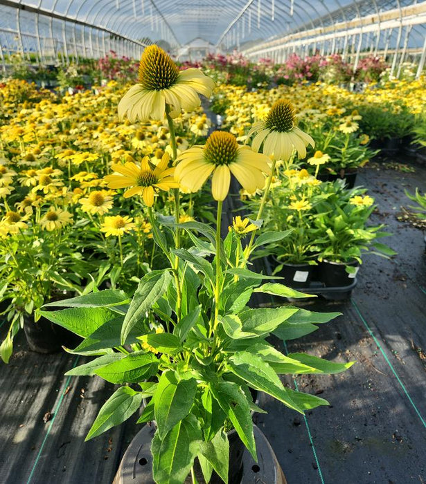 Eye-catcher™ Canary Feathers Coneflower