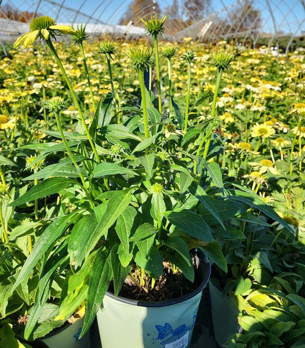 Mellow Yellows Coneflower