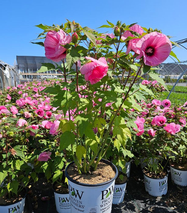 Summerific® Candy Crush Rose Mallow