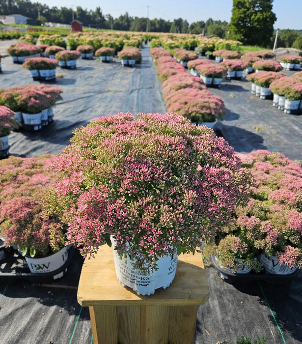 Rock 'N Round® 'Pride and Joy' Stonecrop