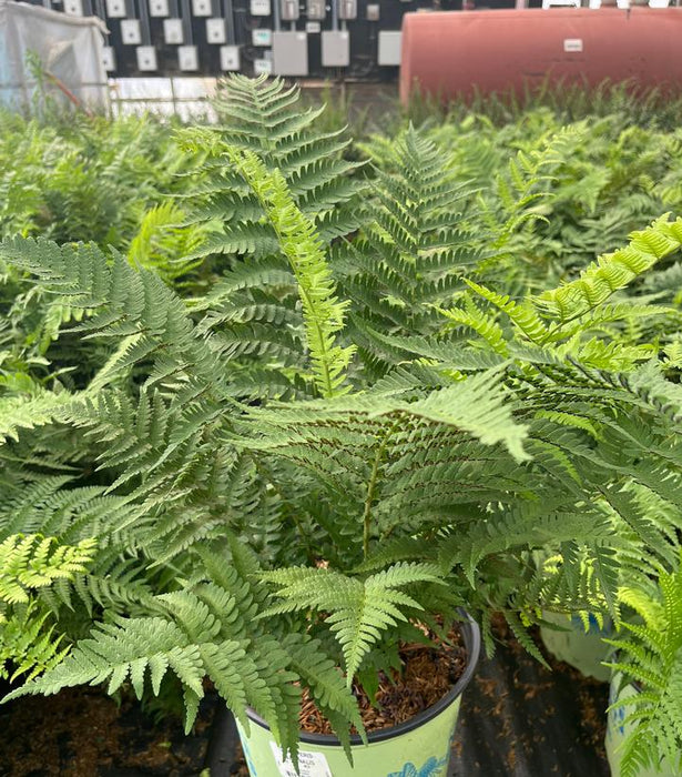 Leather Wood Fern