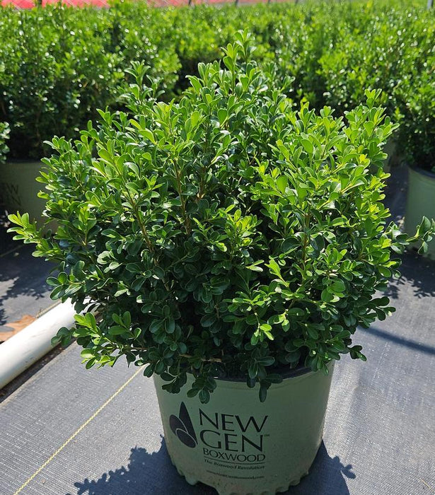 NewGen Independence® Boxwood