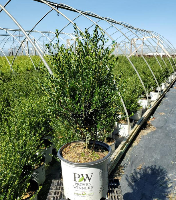 Patti O Box® Japanese Holly