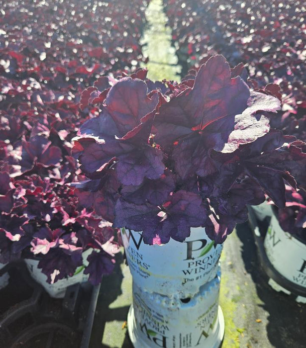 Dolce® Wildberry Coral Bells