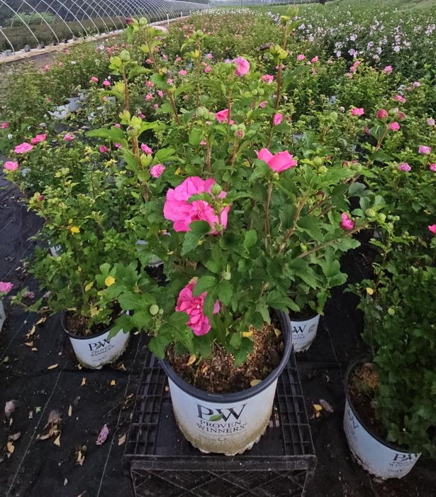 Magenta Chiffon Rose Of Sharon