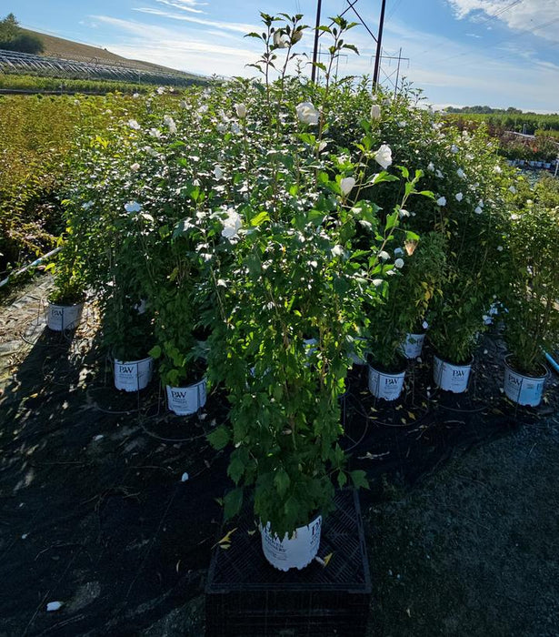 White Pillar® Rose of Sharon