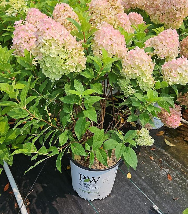 Quick Fire Fab® Panicle Hydrangea