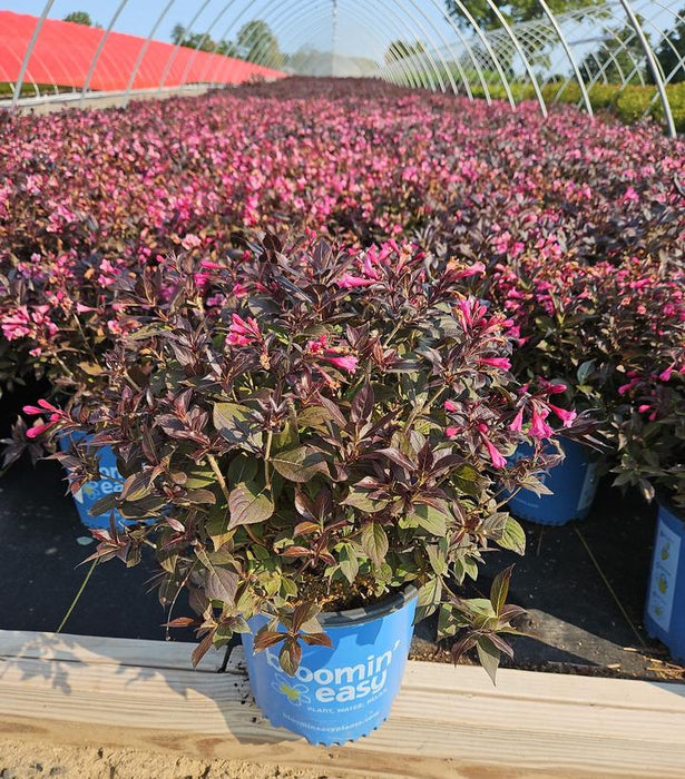 Stunner® Weigela