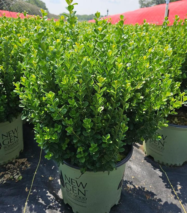 NewGen Freedom Boxwood