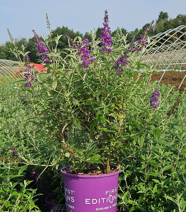 Psychedelic Sky™ Butterfly Bush