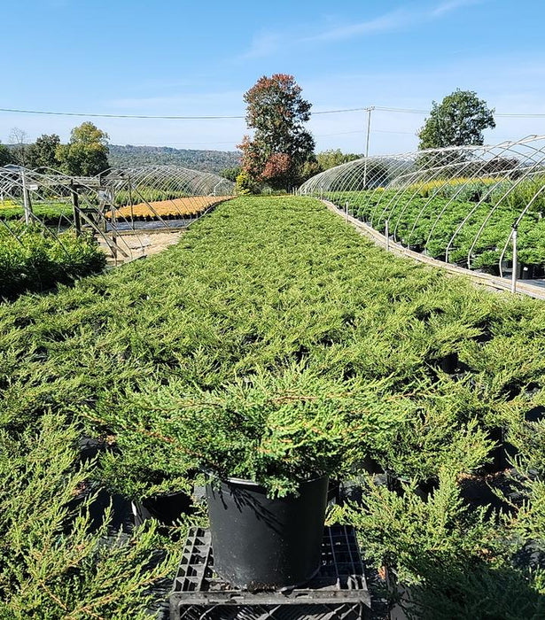 Alpine Carpet Juniper