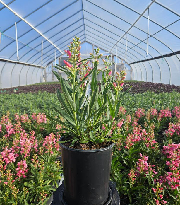 Pristine Pink Beardtongue