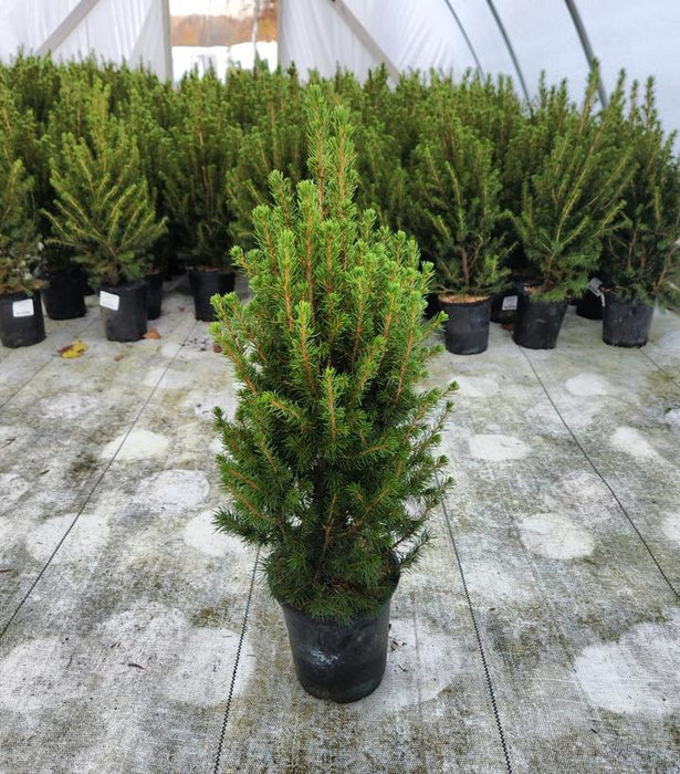 Dwarf Alberta Spruce